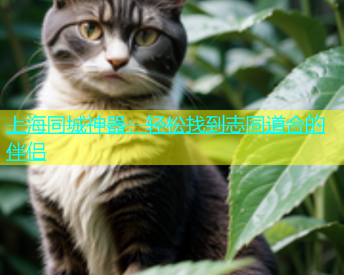 上海同城神器：轻松找到志同道合的伴侣  第2张