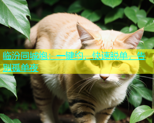 临汾同城炮：一键约，快速脱单，告别孤单夜  第1张